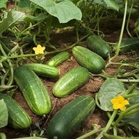 Az uborka termesztése és hajtatása