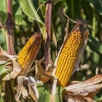 Kukorica fajtasorok összehasonlító vizsgálata két különböző tápanyag-visszapótlási technológia alapján