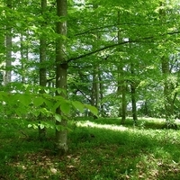 Uniós intézkedési terv az erdők védelme érdekében