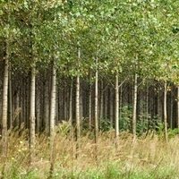 Meghosszabbították az erdőtelepítési pályázatok benyújtási határidejét