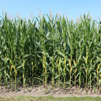 A kukoricatermesztés tavaszi talaj-előkészítése és vetésének gépei I.
