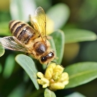 Fenntartható méhészetek - aktuális méhészeti információk